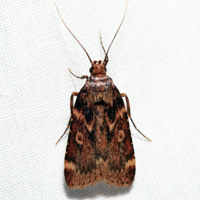 5518 – Grease Moth – Aglossa cuprina