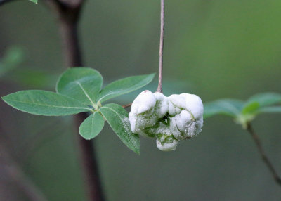 Exobasidium vaccinii (Fungus gall on azalea)