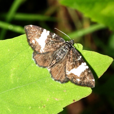 Rheumaptera hastata or subhastata