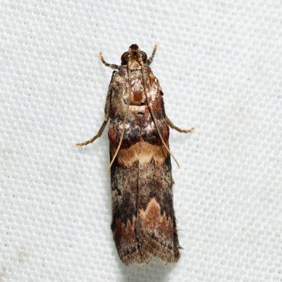 5673 – Hickory Leafstem Borer – Acrobasis angusella