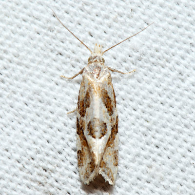 3754  Aethes angulatana