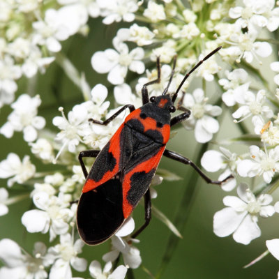 Small Milkweed Bug - Lygaeus kalmii