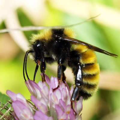Northern Amber Bumble Bee - Bombus borealis