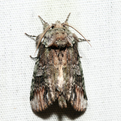 8007 – Unicorn Caterpillar Moth – Schizura unicornis
