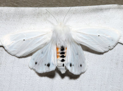  8137 – Virginian Tiger Moth – Spilosoma virginica