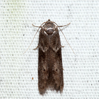 1162  Acorn Moth  Blastobasis glandulella