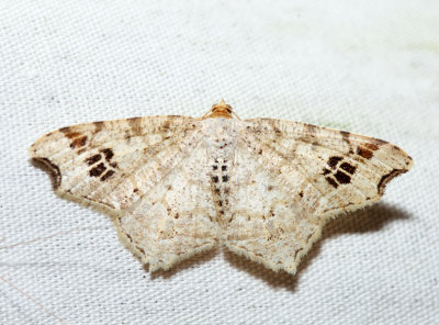 6326 – Common Angle – Macaria aemulataria