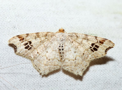 6326  Common Angle  Macaria aemulataria