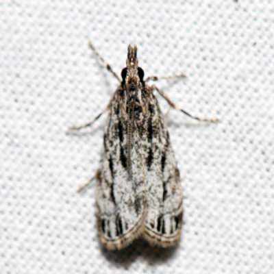 4738 – Striped Eudonia – Eudonia strigalis