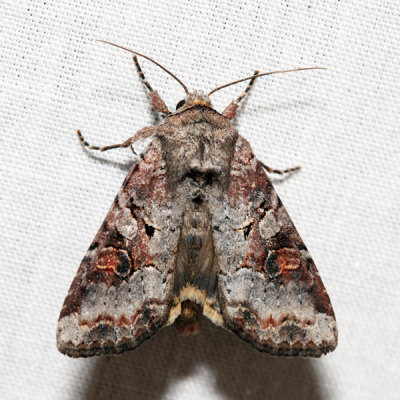 10304 – Striped Garden Caterpillar Moth – Trichordestra legitima