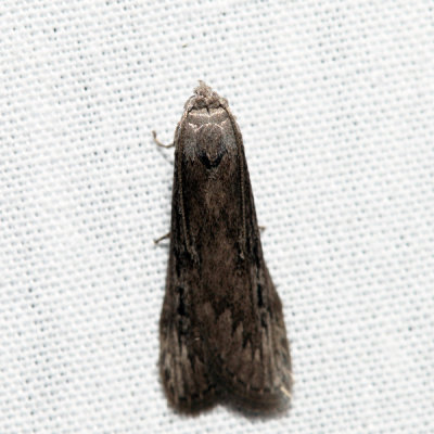 5630 – Terrenella Bee Moth – Aphomia terrenella