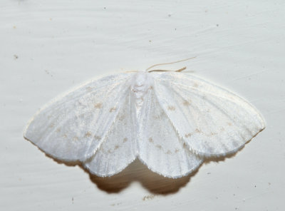 6253 – Northern Eudeilinea – Eudeilinia herminiata