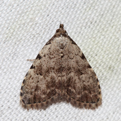 8427 - Spot-edged Dyspyralis - Dyspyralis puncticosta