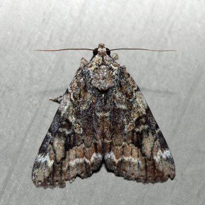 8876 – Little Nymph Underwing – Catocala micronympha