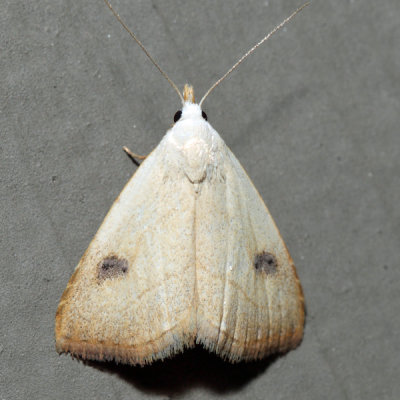 8404 - Spotted Grass Moth - Rivula propinqualis