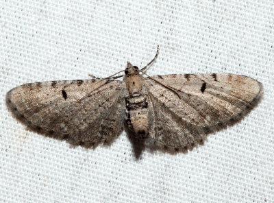 7586.1 - Wormwood Pug - Eupithecia absinthiata (f)
