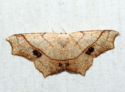 6885 – Oak Besma – Besma quercivoraria