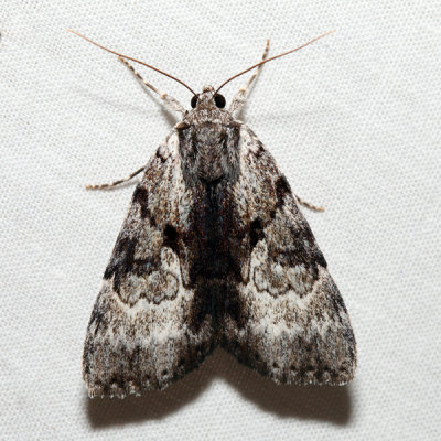 8849 - Gloomy Underwing - Catocala andromedae