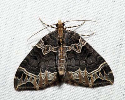 7213  Small Phoenix Moth  Ecliptopera silaceata