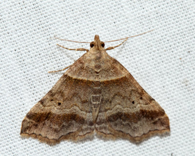  8338  Dark-banded Owlet  Phalaenophana pyramusalis