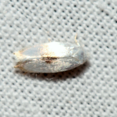 0122  Gooseberry Barkminer  Pseudopostega quadristrigella 