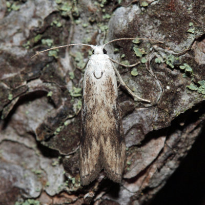 5629 – The Bee Moth – Aphomia sociella (male)