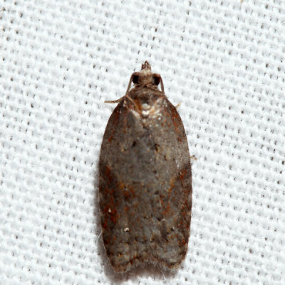 3527  Schaller's Acleris  Acleris schalleriana