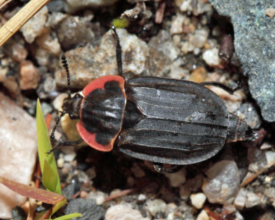 Margined Carrion Beetle - Oiceoptoma noveboracense