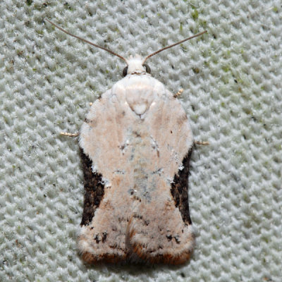 3517  Acleris subnivana