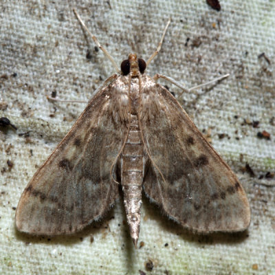 5280 – Serpentine Webworm Moth – Herpetogramma aeglealis