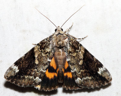 8876  Little Nymph Underwing  Catocala micronympha