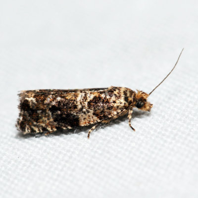 2859 – Celypha Moth – Celypha cespitana