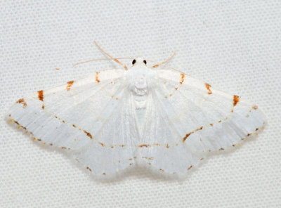 6273 - Lesser Maple Spanworm - Speranza pustularia