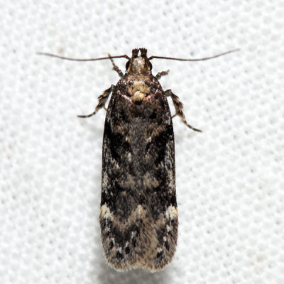  2099 – Boxelder Leafworm Moth – Chionodes obscurusella