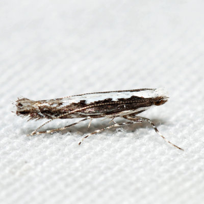 0647 – Willow Leafblotch Miner – Micrurapteryx salicifoliella