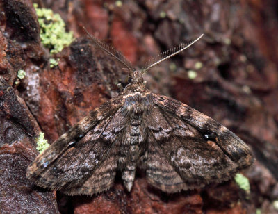 8412 - Gold-lined Melanomma - Melanomma auricinctaria