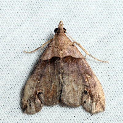 8393 – Ambiguous Moth – Lascoria ambigualis