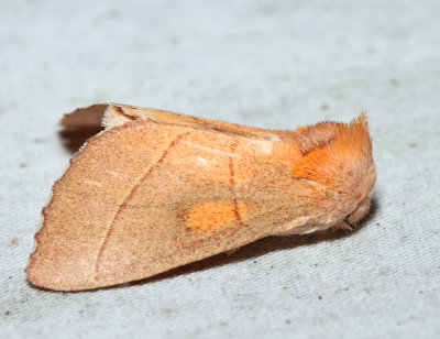 7915 - White-dotted Prominent - Nadata gibbosa