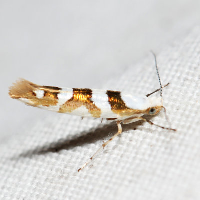 2457 – Bronze Alder Moth – Argyresthia goedartella