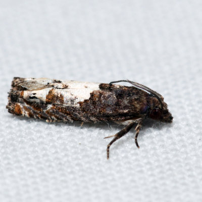 3202 – Bidens Borer – Epiblema otiosana