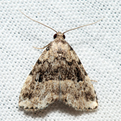 8426 – Visitation Moth – Dyspyralis illocata