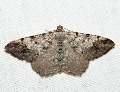 6343 – Six-spotted Angle – Macaria sexmaculata