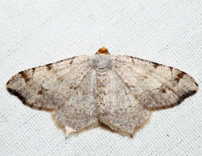 6342 – Red-headed Inchworm – Macaria bisignata
