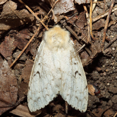 8318 - Gypsy Moth - Lymantria dispar (female)