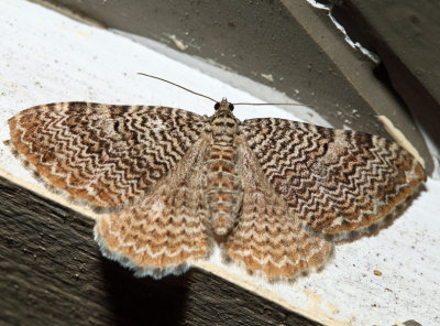 7292 - Cherry Scallop Shell - Rheumaptera prunivorata