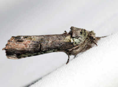 8007 – Unicorn Caterpillar Moth – Schizura unicornis