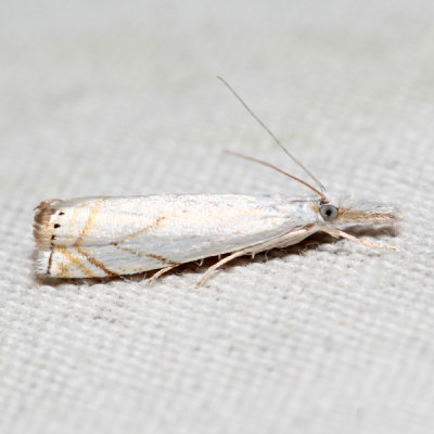 5361 – Small White Grass-veneer – Crambus albellus