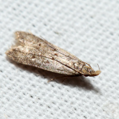 2288 - Many-spotted Dichomeris - Dichomeris punctipennella