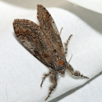 8293 – Sharp-lined Tussock Moth – Dasychira dorsipennata