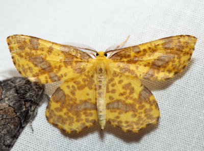 6740 - False Crocus Geometer - Xanthotype urticaria (m)